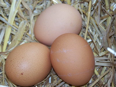 chicken eggs in straw nest